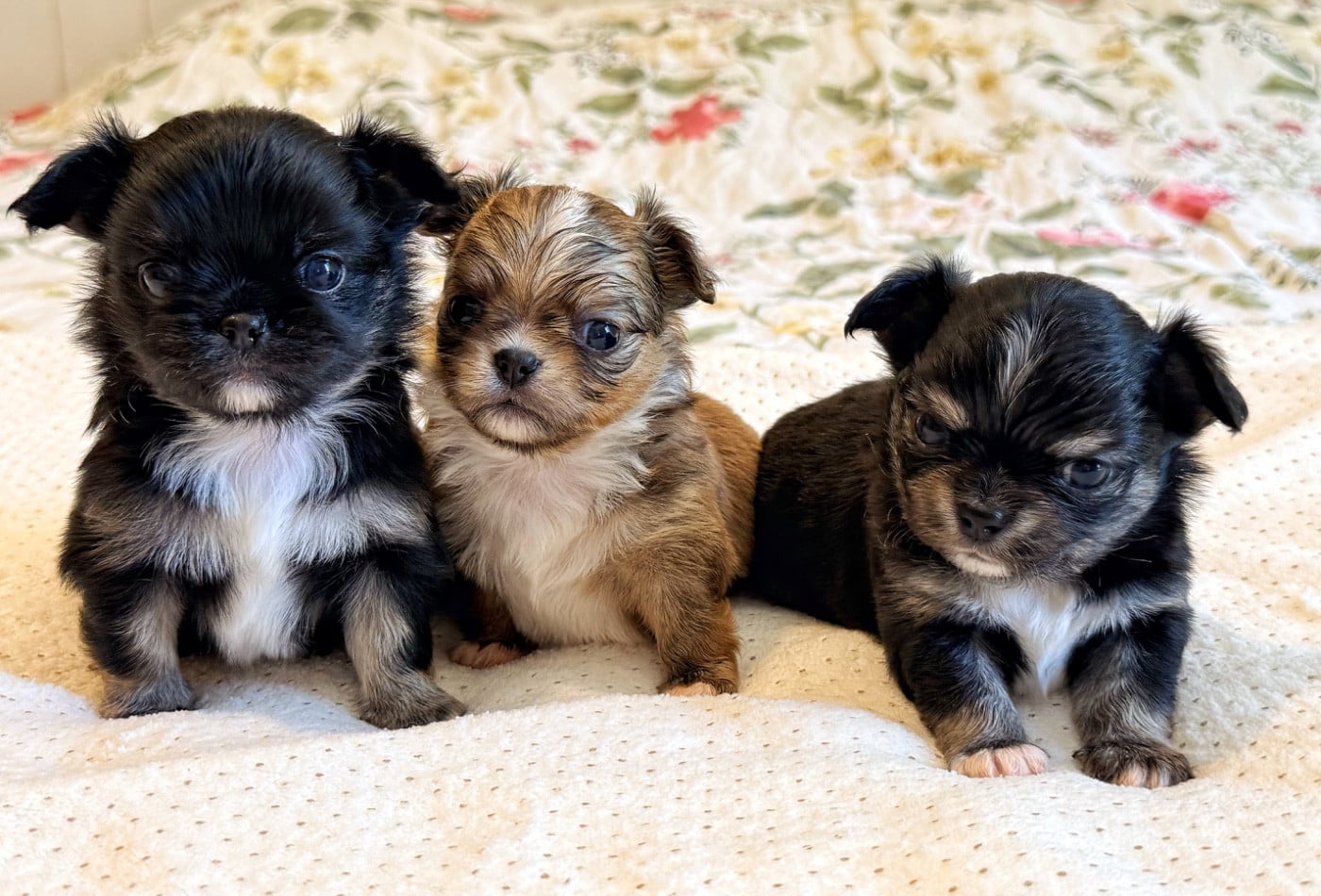 Chihuahua - Des Minis Boss