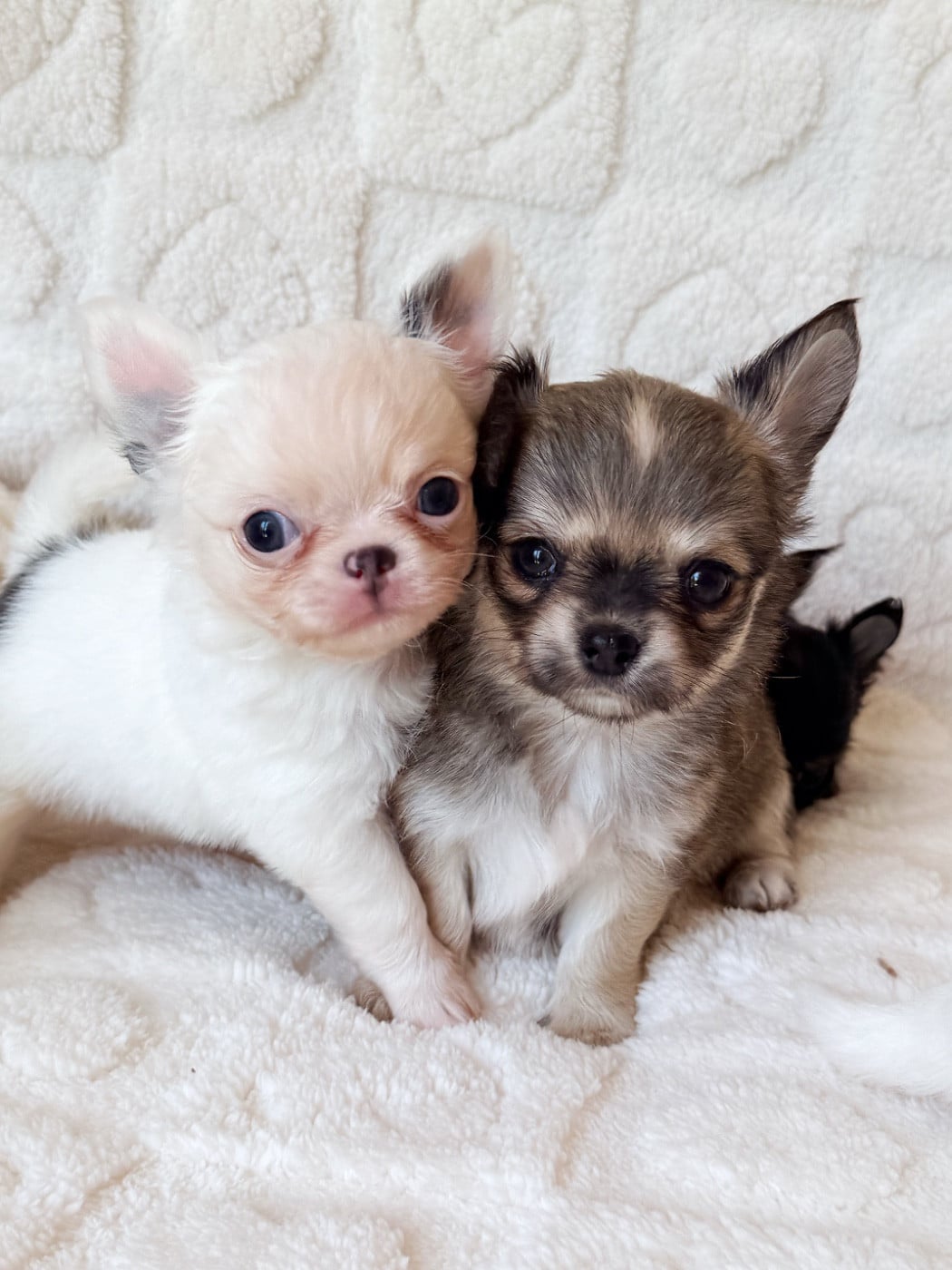 Chihuahua - Des Minis Boss