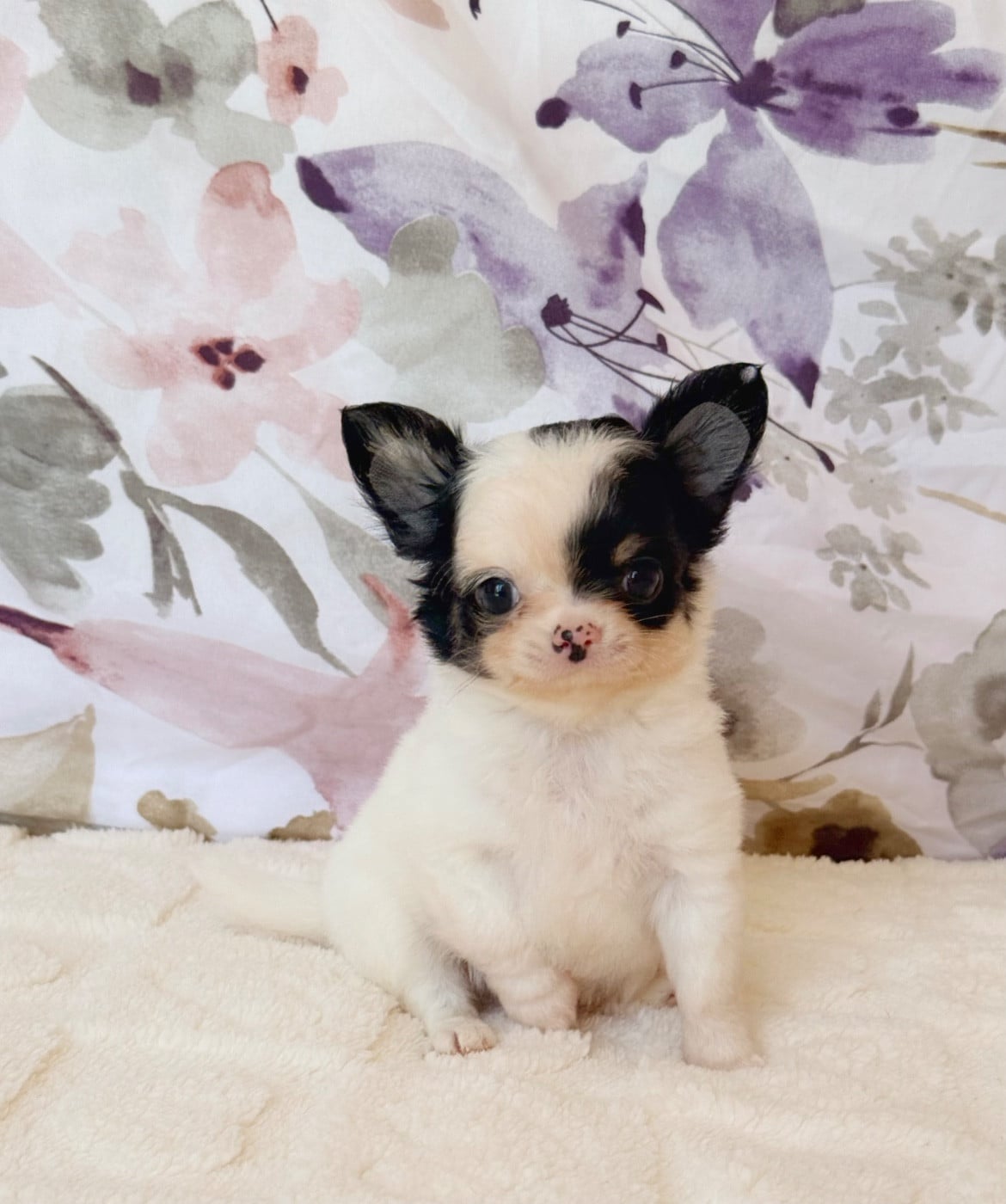 Chihuahua - Des Minis Boss