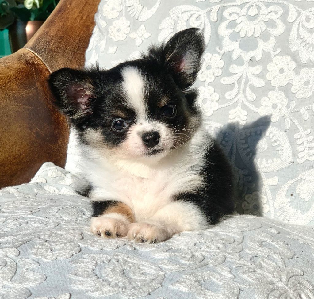 Femelle tricolore noire feu blanche