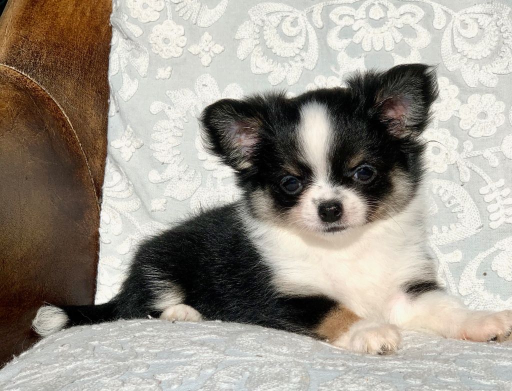 Femelle tricolore noire feu blanche