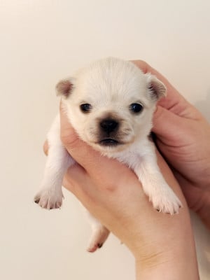 Mâle blanc crème - Chihuahua