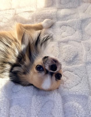 Les chiots de Chihuahua