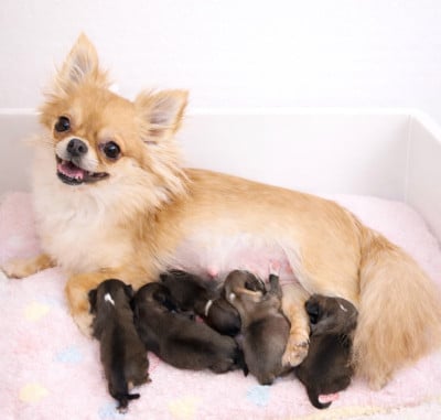 Les chiots de Chihuahua