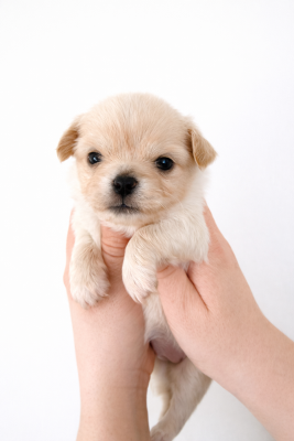 Les chiots de Chihuahua