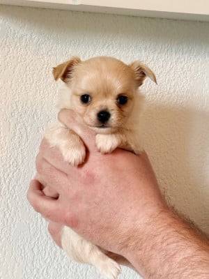 Les chiots de Chihuahua