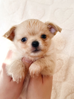 Les chiots de Chihuahua