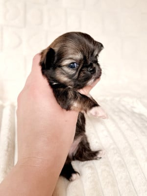 Les chiots de Chihuahua