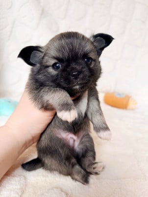 Les chiots de Chihuahua