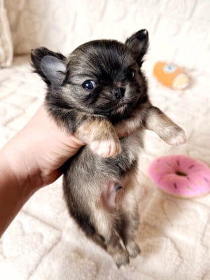 Les chiots de Chihuahua