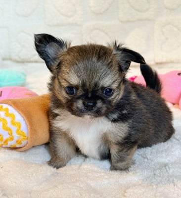 Les chiots de Chihuahua