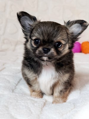 Les chiots de Chihuahua