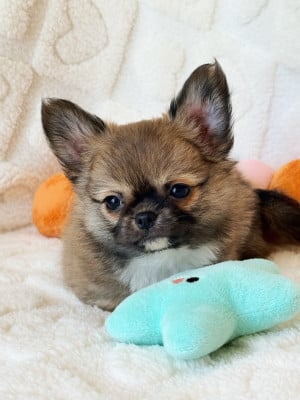 Les chiots de Chihuahua