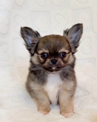 Les chiots de Chihuahua