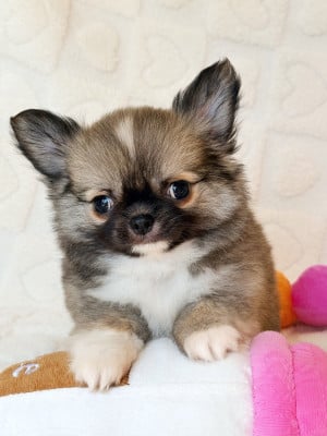 Les chiots de Chihuahua