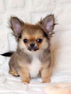 Les chiots de Chihuahua