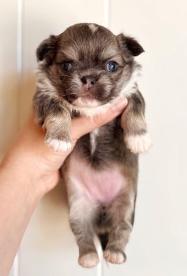 Femelle - Chihuahua