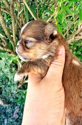 Mâle fauve caramel flamme blanche - Chihuahua