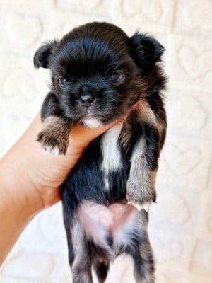 Les chiots de Chihuahua