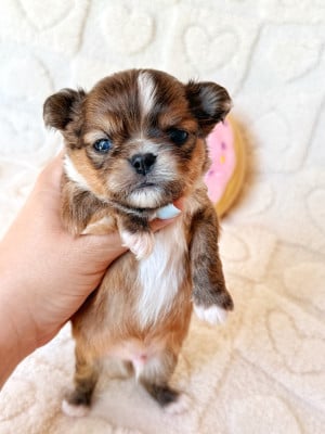 Les chiots de Chihuahua
