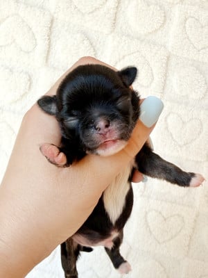 Les chiots de Chihuahua