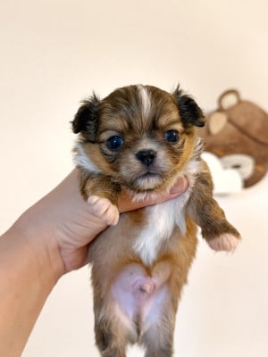 Les chiots de Chihuahua
