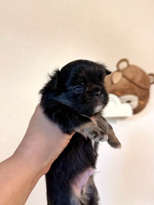 Les chiots de Chihuahua
