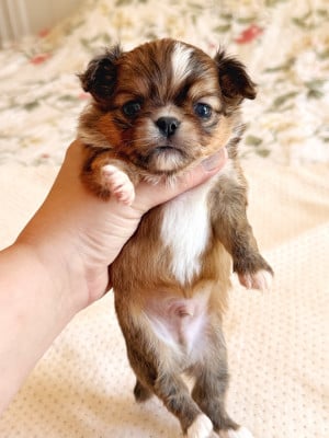 Les chiots de Chihuahua