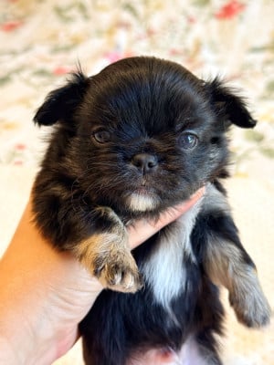 Les chiots de Chihuahua