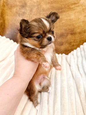 Les chiots de Chihuahua