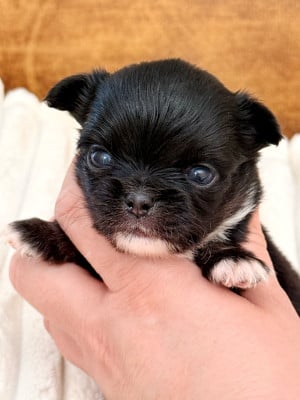 Les chiots de Chihuahua