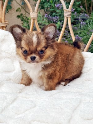 Les chiots de Chihuahua