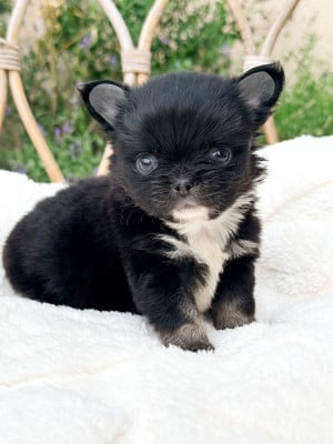 Les chiots de Chihuahua