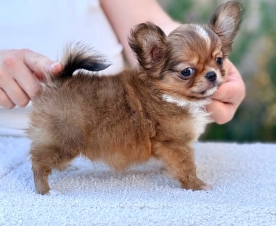 Les chiots de Chihuahua