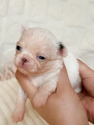 Mâle bicolore blanc bleu - Chihuahua