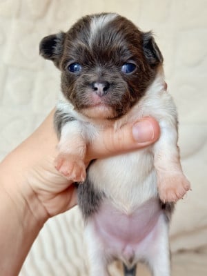 Chihuahua