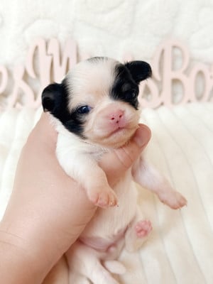 Femelle bicolore blanc noir - Chihuahua
