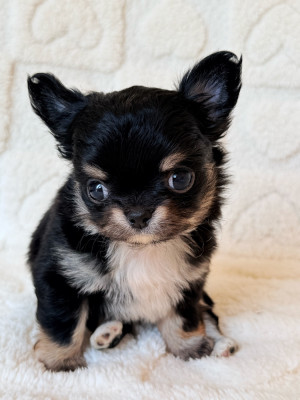 Les chiots de Chihuahua