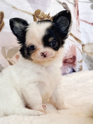 Les chiots de Chihuahua