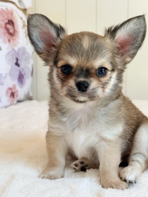 Les chiots de Chihuahua