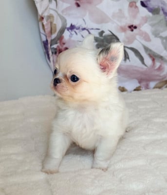 Les chiots de Chihuahua