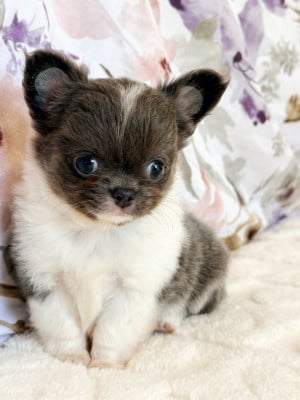 Les chiots de Chihuahua