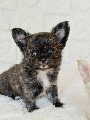 Les chiots de Chihuahua