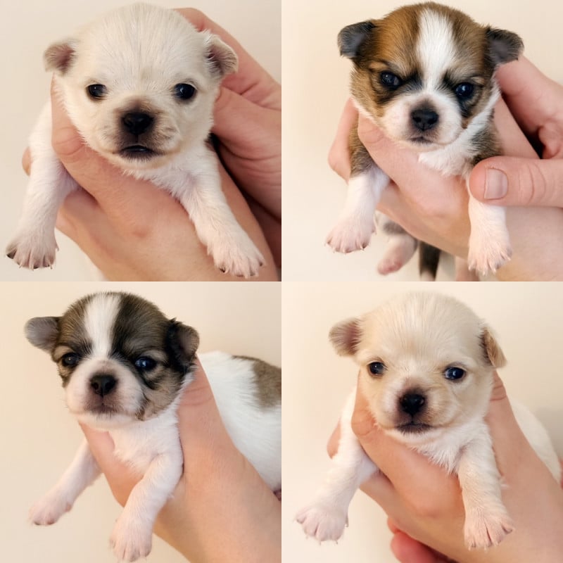 Chihuahua - Des Minis Boss