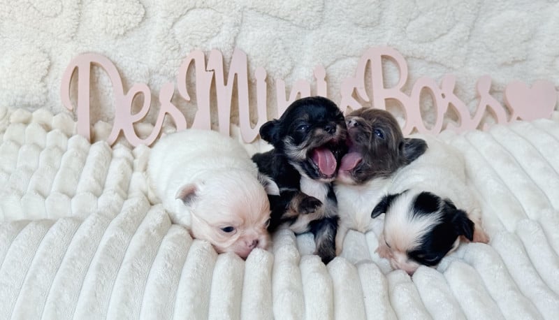 Chihuahua - Des Minis Boss