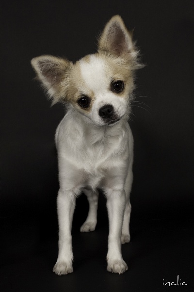 Publication : Abbarides