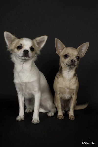 Publication : Abbarides