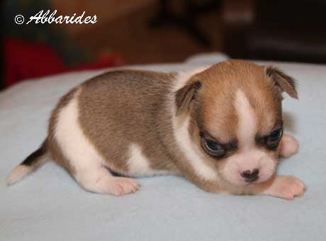 Publication : Abbarides