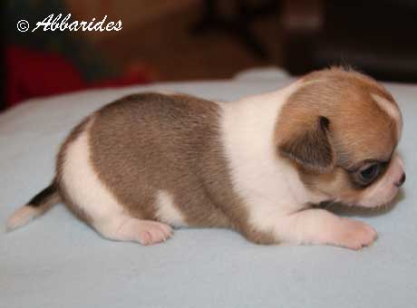 Publication : Abbarides