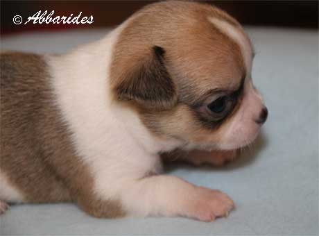 Publication : Abbarides